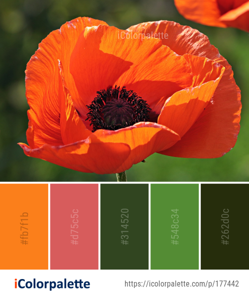 Color Palette Ideas from Flower Wildflower Poppy Image | iColorpalette
