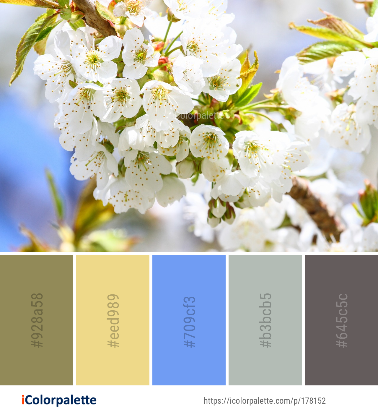 Color Palette Ideas from White Blossom Flower Image | iColorpalette