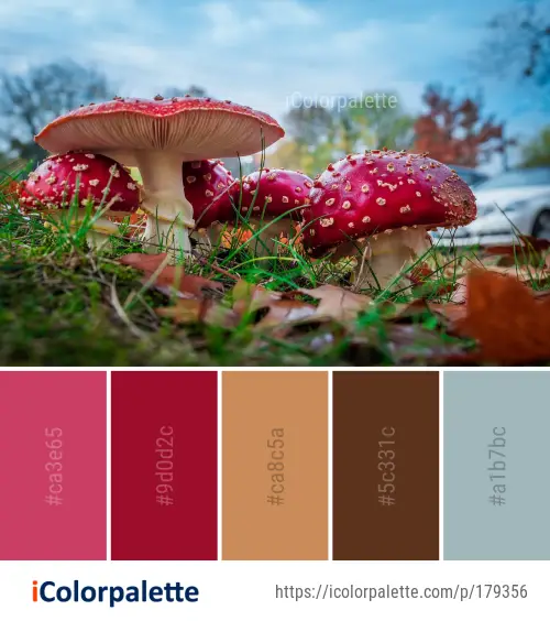 Color Palette Ideas from Mushroom Fungus Leaf Image | iColorpalette