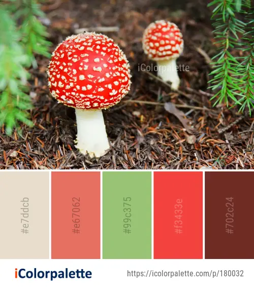 Color Palette Ideas from Mushroom Fungus Agaric Image | iColorpalette