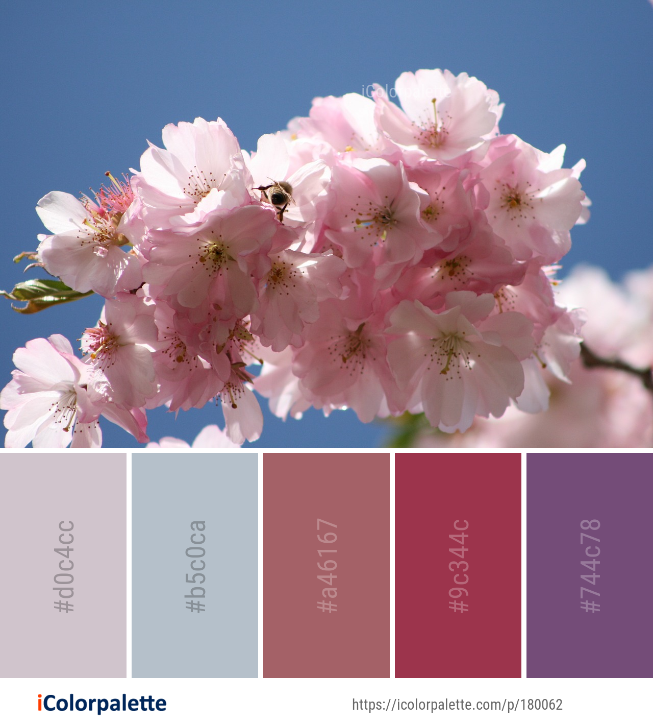 Color Palette Ideas from Flower Blossom Pink Image | iColorpalette