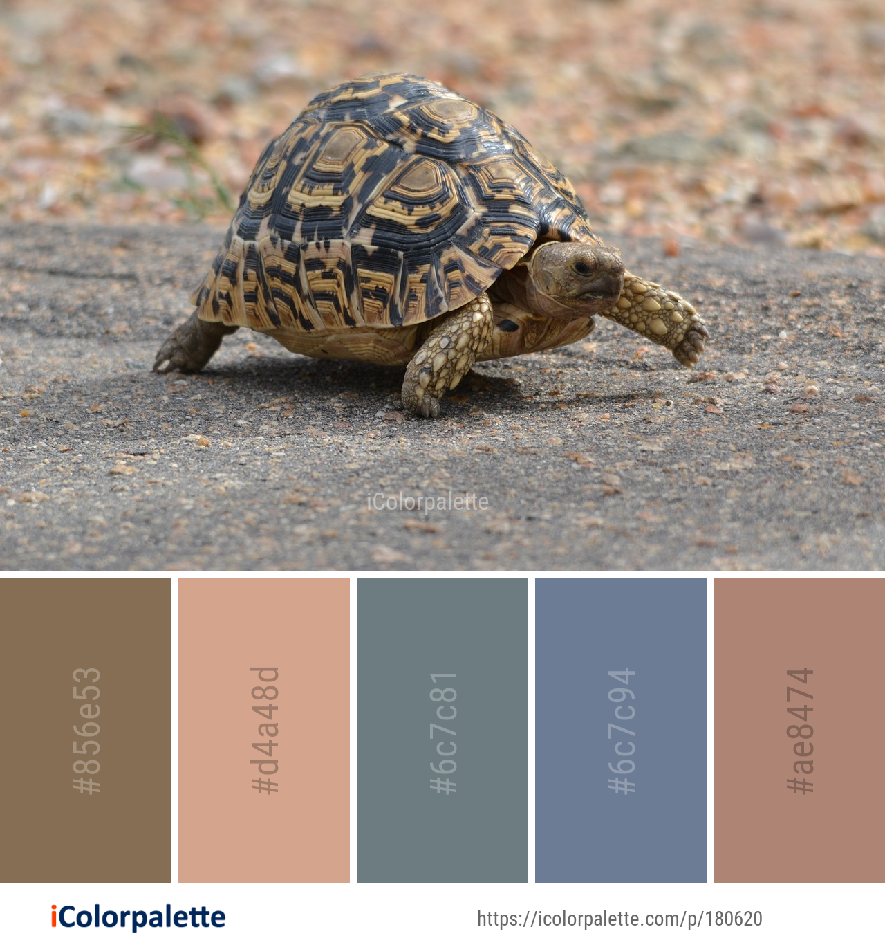 Color Palette Ideas from Tortoise Emydidae Turtle Image | iColorpalette