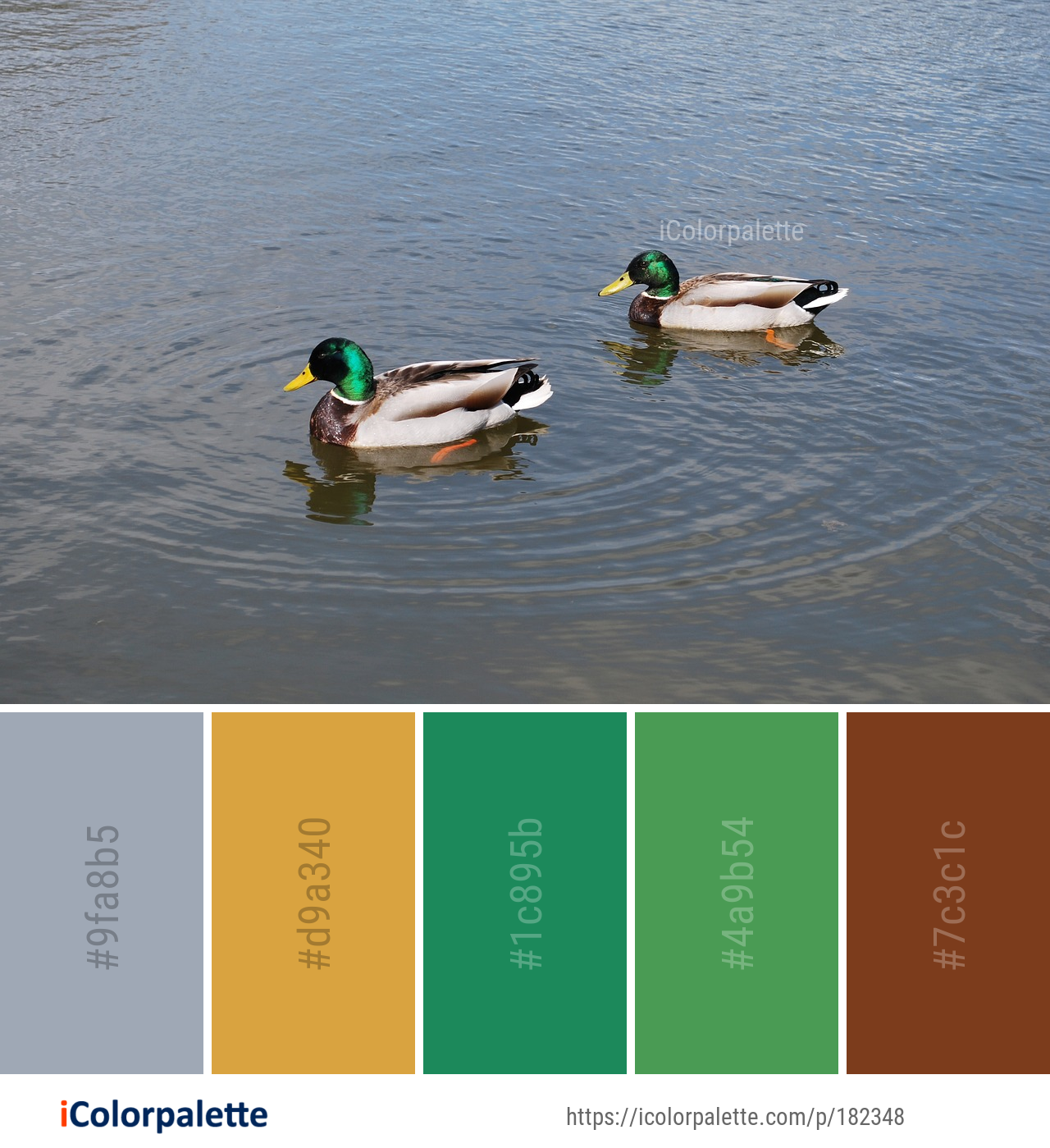 Color Palette Ideas from Duck Mallard Bird Image | iColorpalette