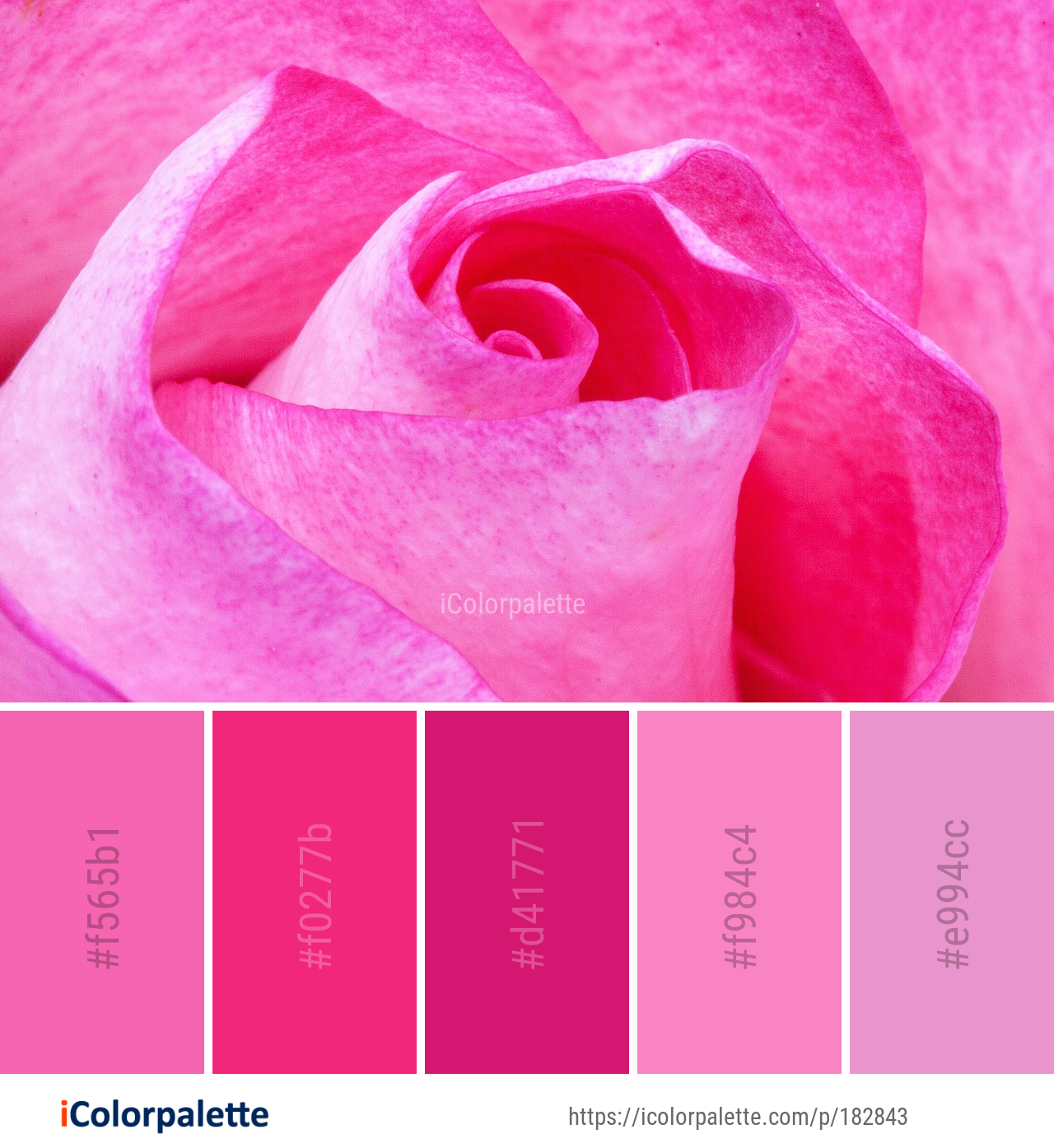 Color Palette Ideas from Flower Rose Garden Roses Image | iColorpalette