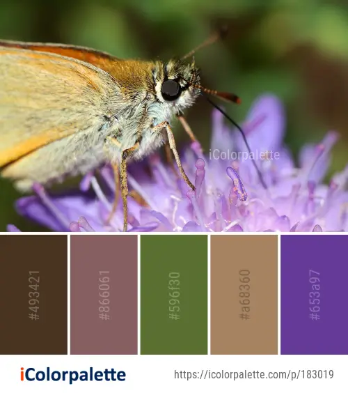 Color Palette Ideas from Insect Butterfly Moths And Butterflies Image ...