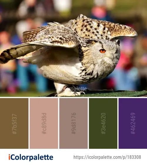 Color Palette Ideas from Bird Beak Owl Image | iColorpalette