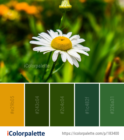Color Palette Ideas from Flower Chamaemelum Nobile Oxeye Daisy Image