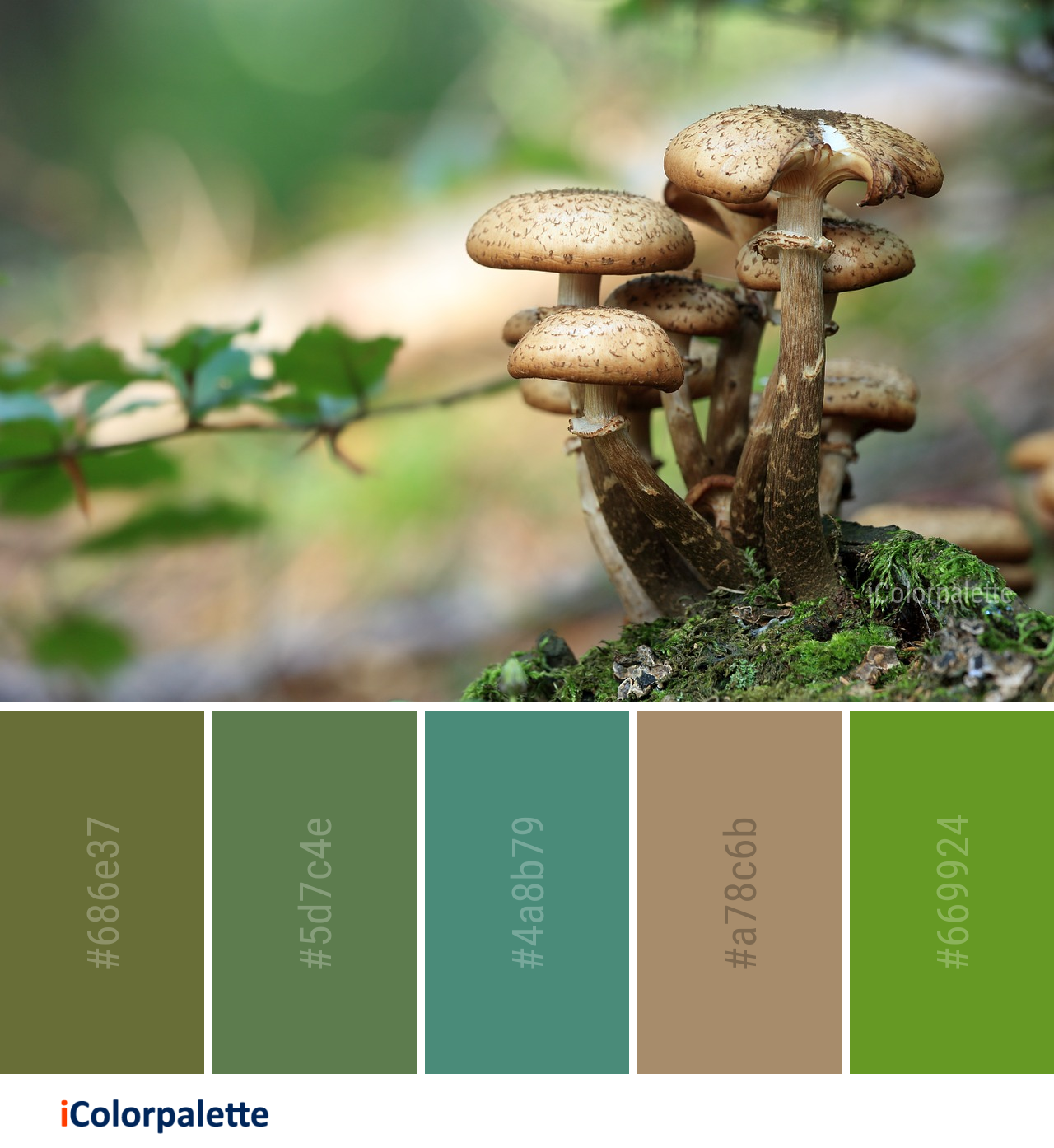 Color Palette Ideas from Fungus Mushroom Edible Image | iColorpalette