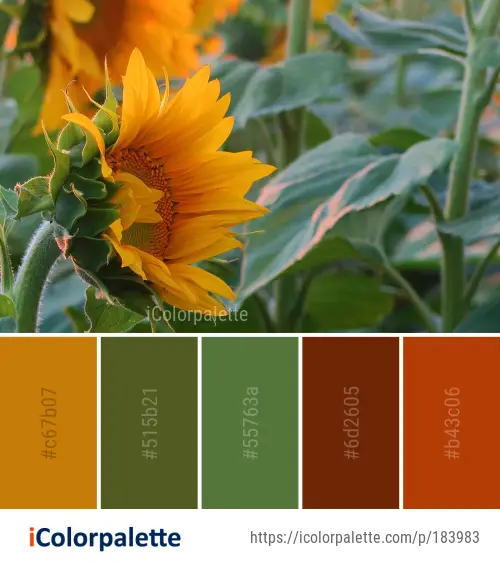 Color Palette Ideas from Flower Sunflower Yellow Image | iColorpalette