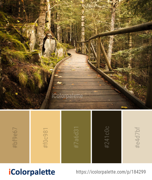 Color Palette Ideas from Nature Path Tree Image | iColorpalette
