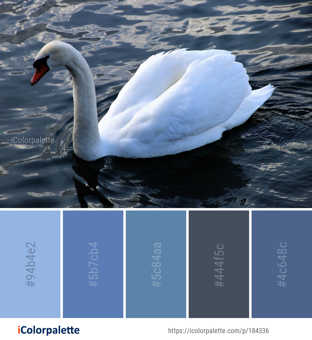 Color Palette Ideas from Swan Water Bird Image | iColorpalette