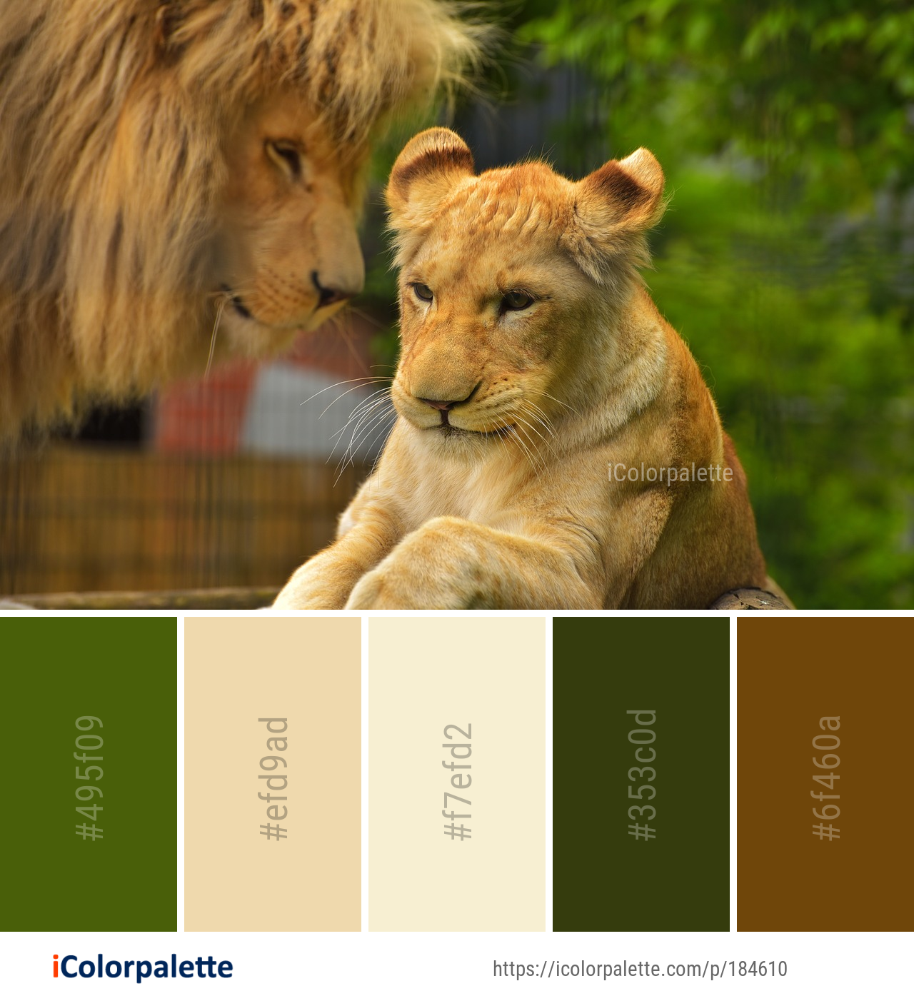 Lion Color Palette – 118 Masai Lion Color Palette ideas in 2025 – XZYK