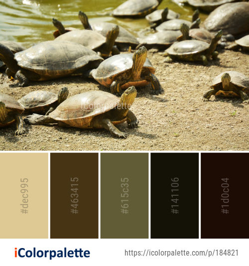 Color Palette Ideas from Turtle Emydidae Tortoise Image | iColorpalette