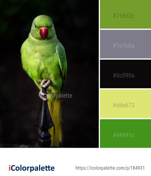Color Palette Ideas from Bird Beak Parrot Image | iColorPalette