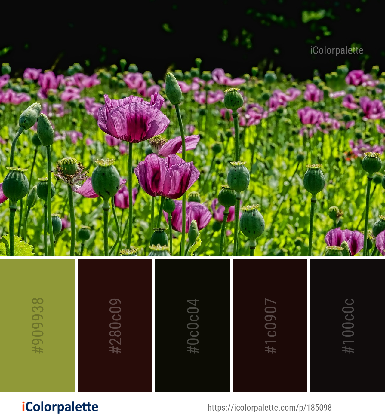 Color Palette Ideas From Flower Plant Purple Image Icolorpalette 