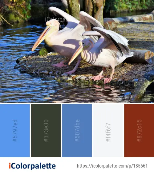 Color Palette Ideas from Pelican Bird Beak Image | iColorpalette