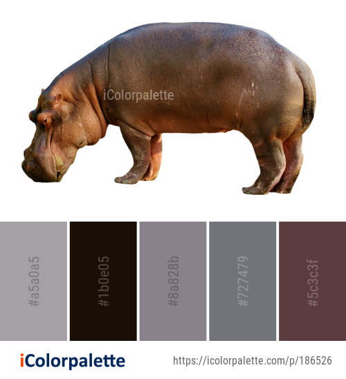 Color Palette Ideas from Hippopotamus Terrestrial Animal Mammal Image ...