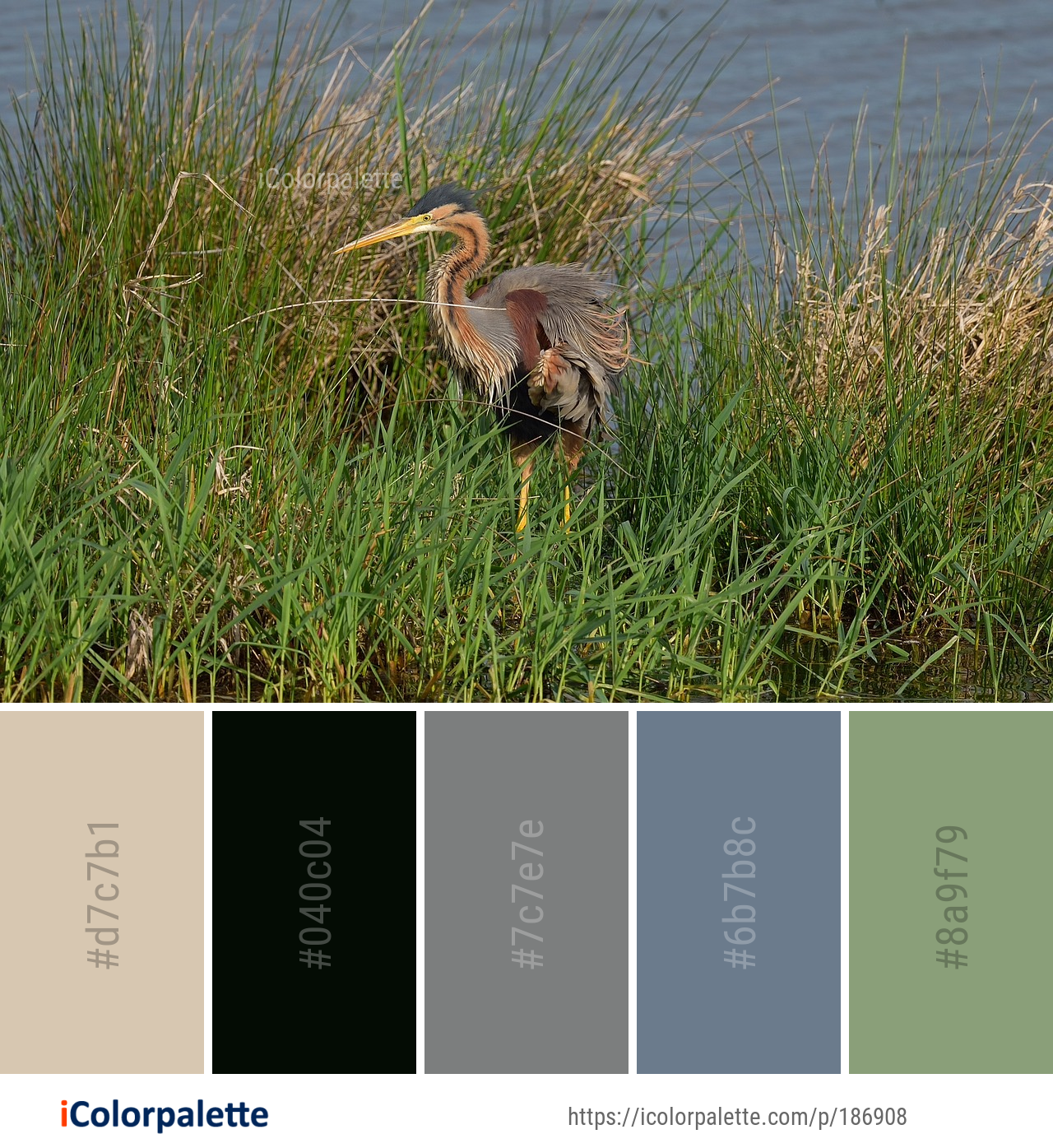 Color Palette Ideas from Bird Ecosystem Nature Reserve Image