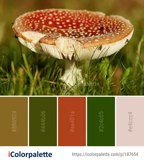 Color Palette Ideas from Mushroom Fungus Agaric Image | iColorpalette