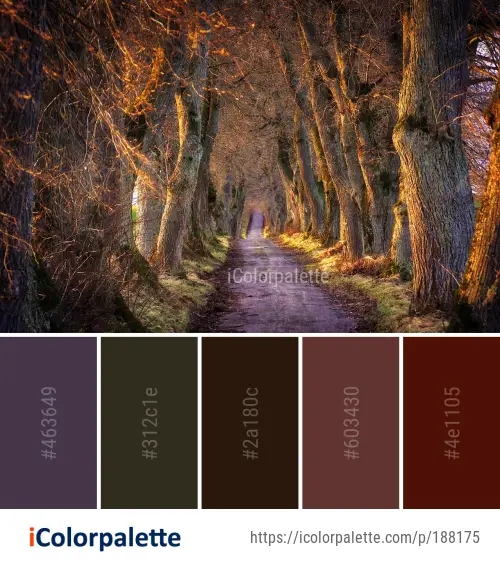 Color Palette Ideas From Woodland Nature Forest Image Icolorpalette