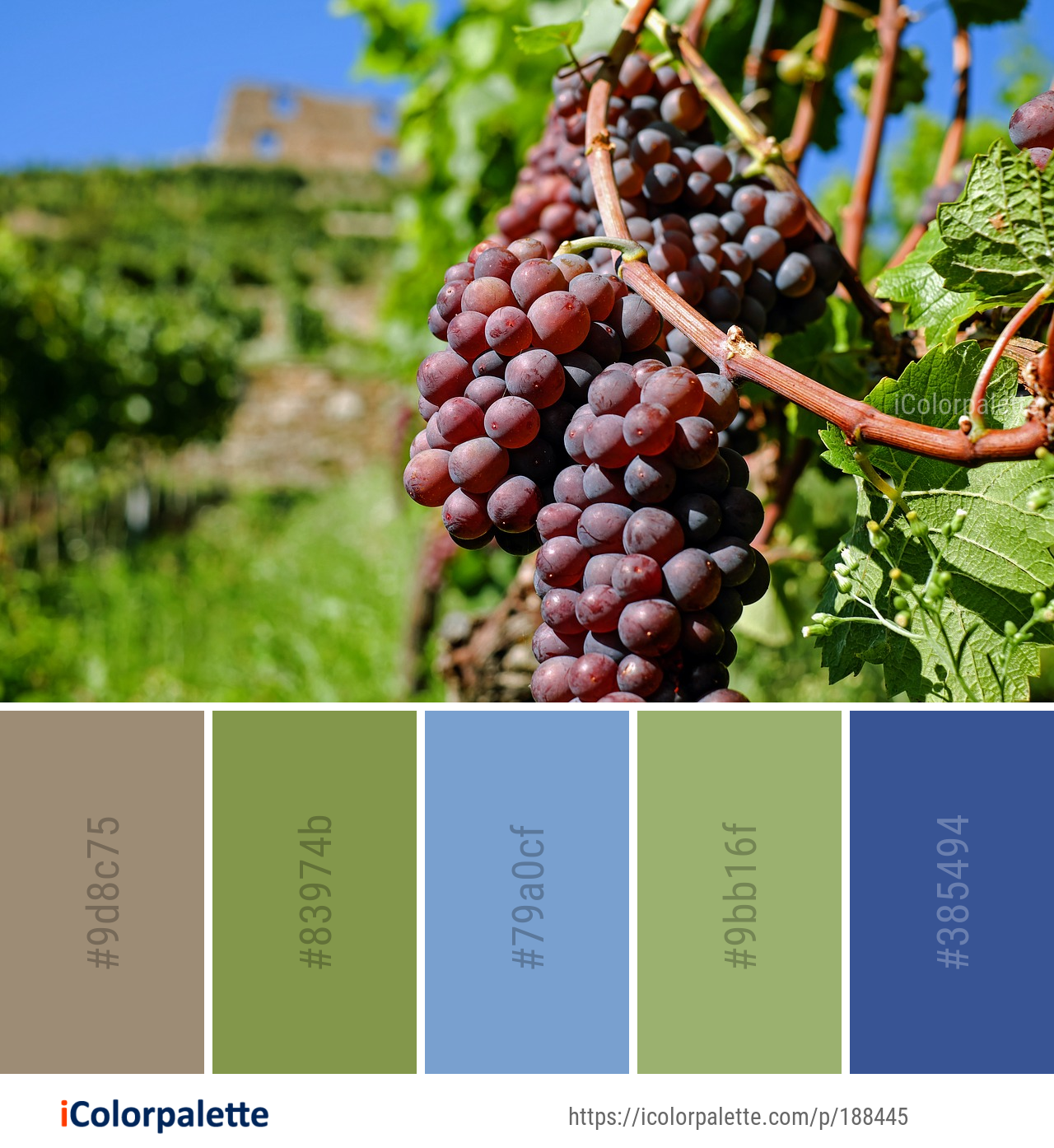 Color Palette Ideas from Grape Grapevine Family Fruit Image | iColorpalette