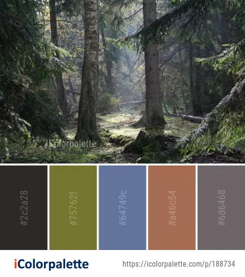 Color Palette Ideas From Forest Ecosystem Woodland Image Icolorpalette