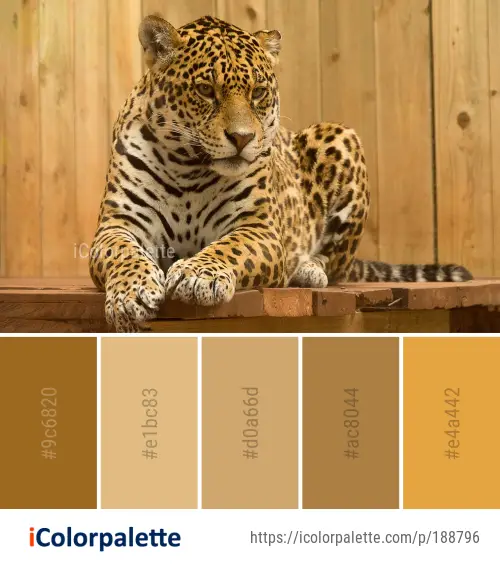 Color Palette Ideas from Jaguar Wildlife Terrestrial Animal Image |  iColorpalette
