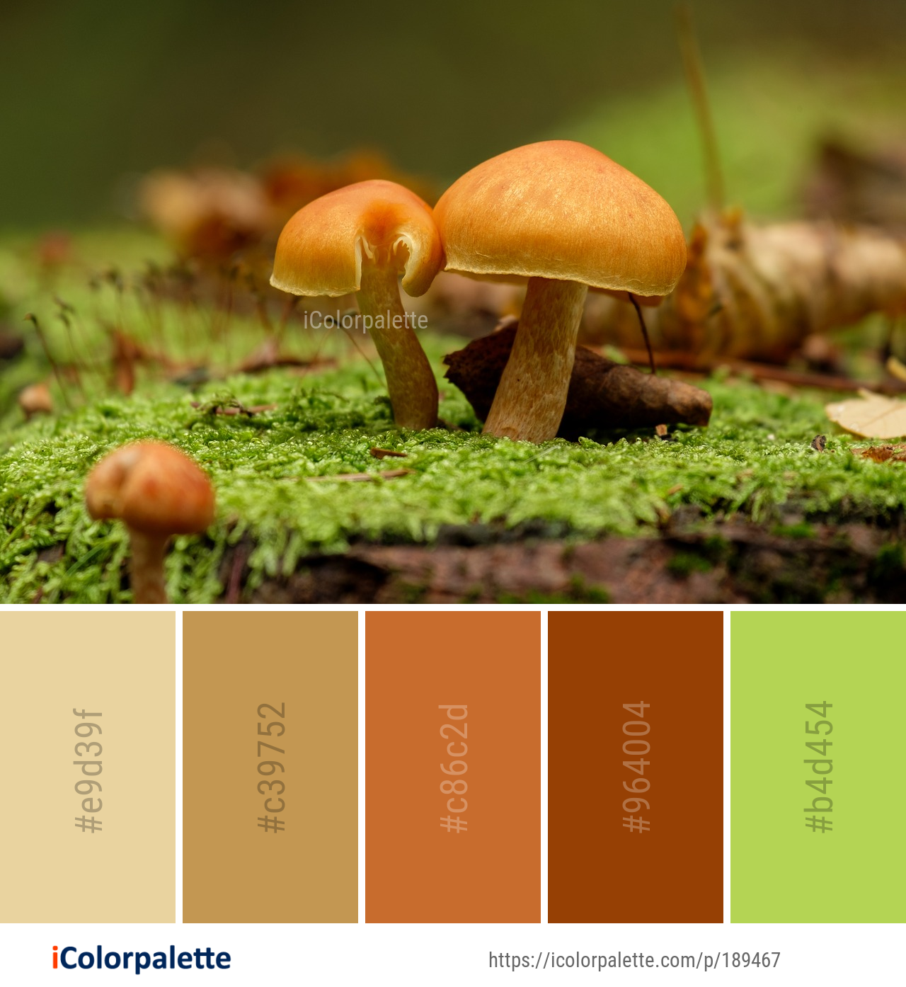 Color Palette Ideas from Mushroom Fungus Edible Image | iColorpalette