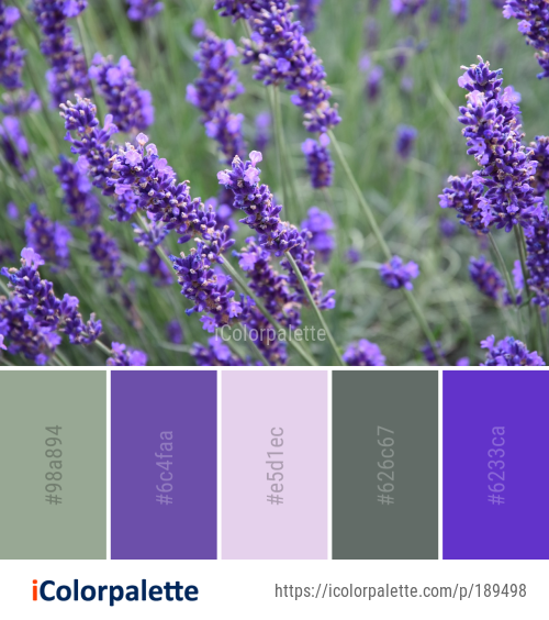 Color Palette Ideas from Lavender English Image iColorpalette