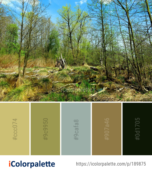 Color Palette Ideas from Vegetation Ecosystem Woodland Image ...