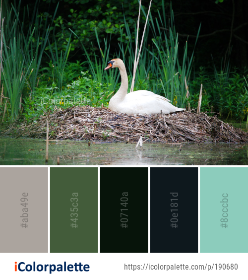 Color Palette Ideas from Bird Swan Water Image | iColorpalette
