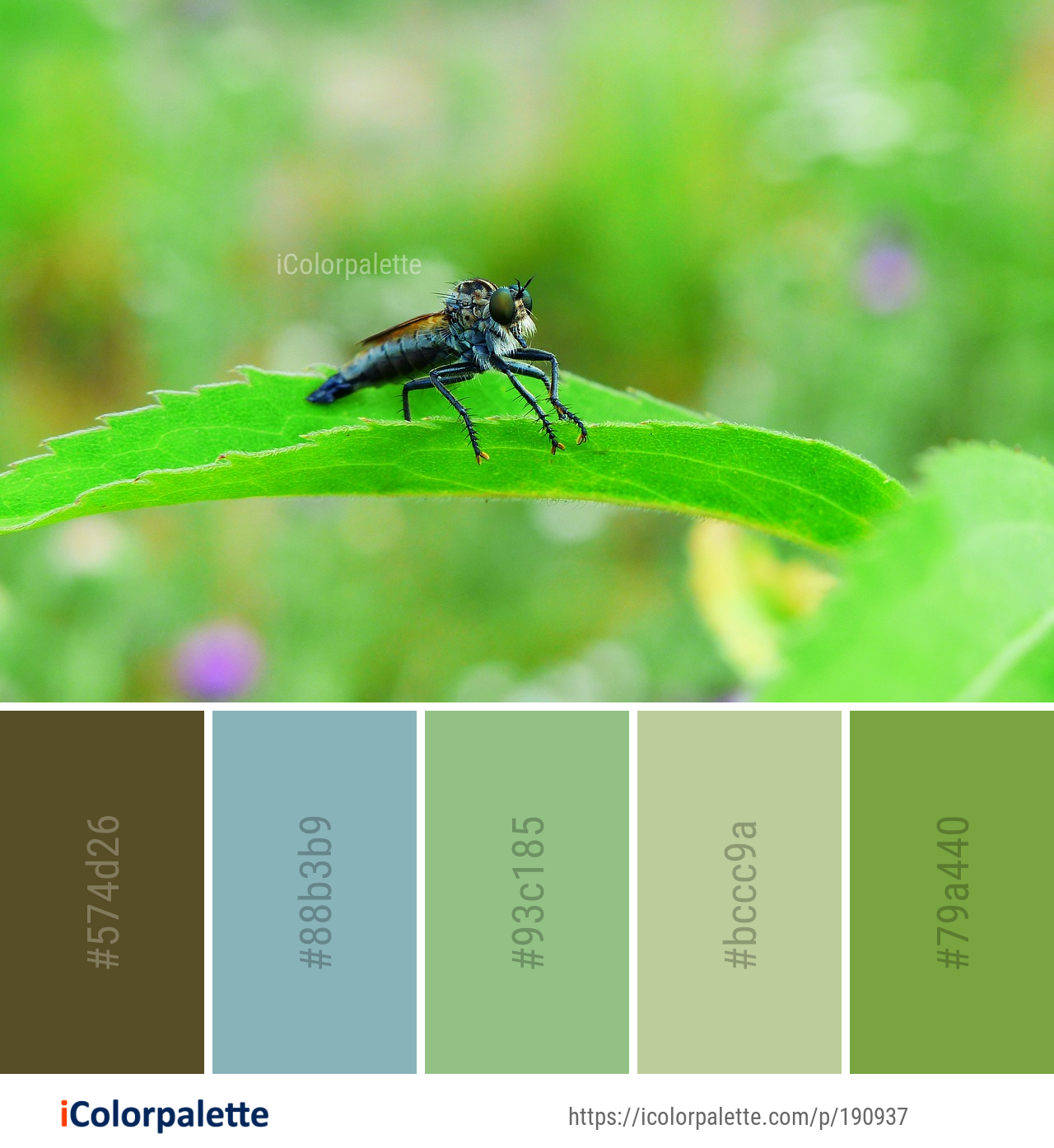 Color Palette Ideas from Insect Fly Macro Photography Image | iColorpalette