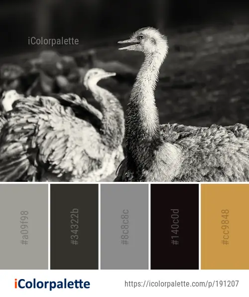 Color Palette Ideas from Black And White Beak Fauna Image | iColorpalette