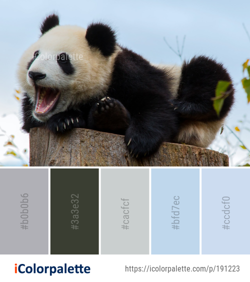 Color Palette Ideas from Giant Panda Bear Fauna Image | iColorpalette