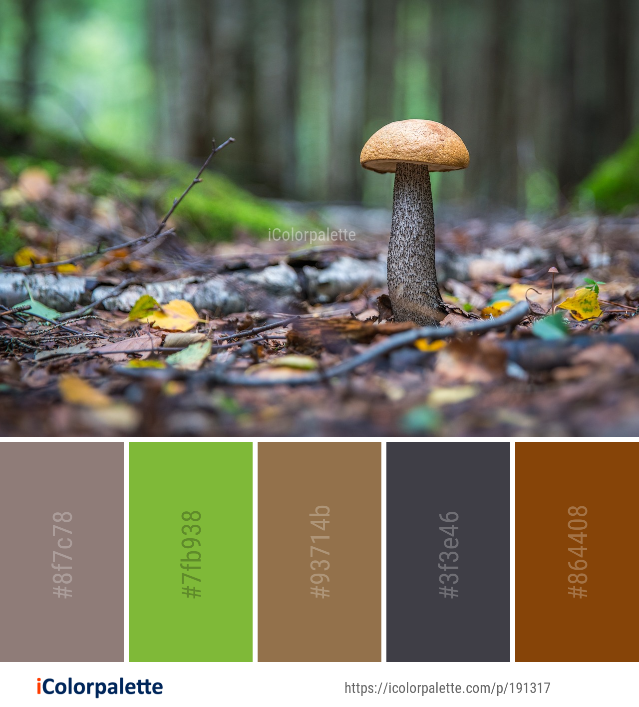 Color Palette Ideas from Mushroom Fungus Penny Bun Image | iColorpalette