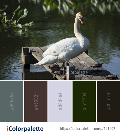 Color Palette Ideas from Swan Bird Water Image | iColorPalette