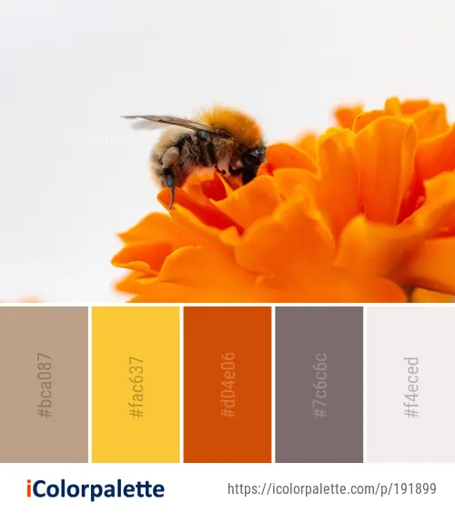 Color Palette Ideas from Bee Honey Insect Image | iColorpalette