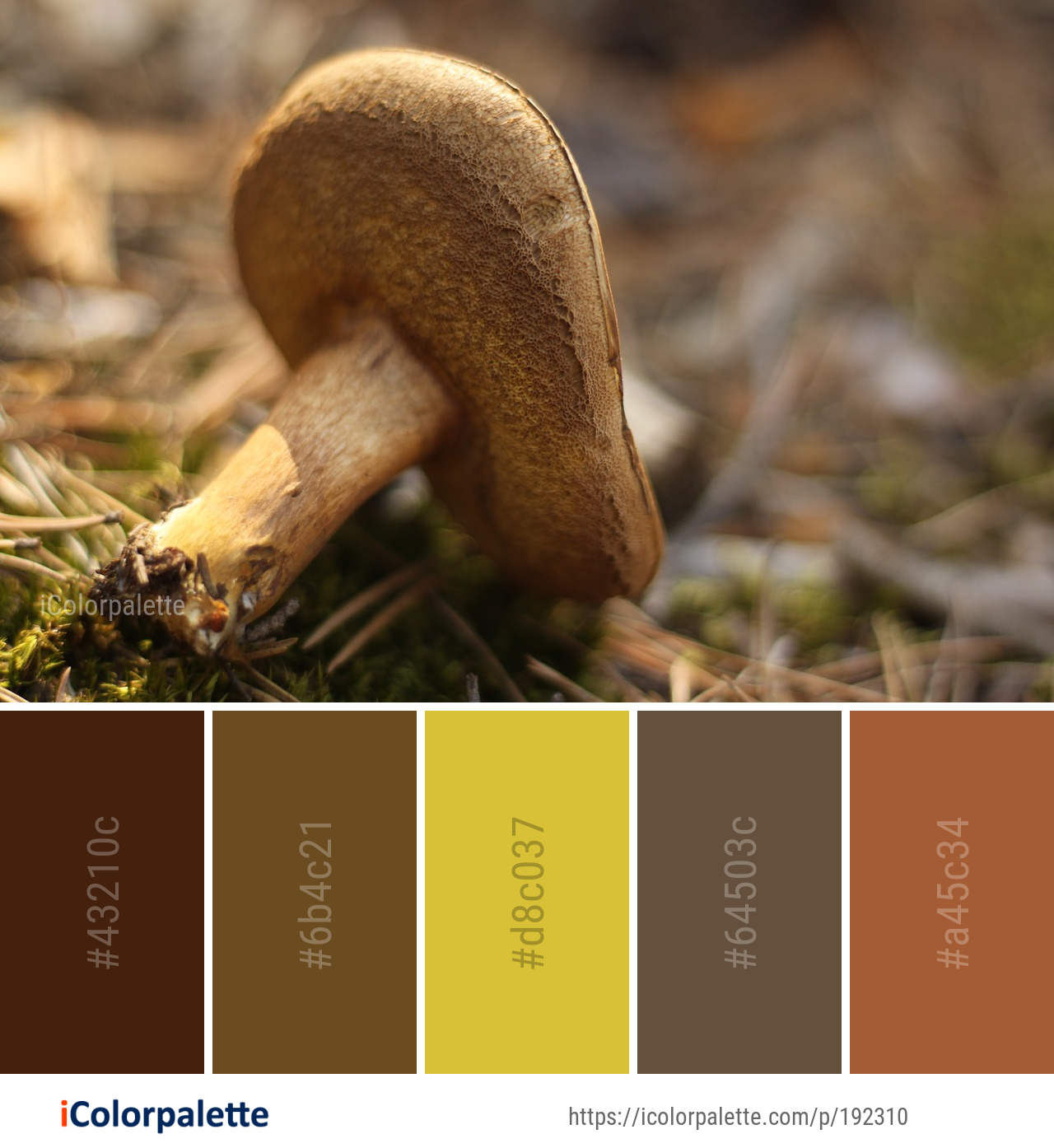 Color Palette Ideas from Mushroom Fungus Edible Image | iColorpalette