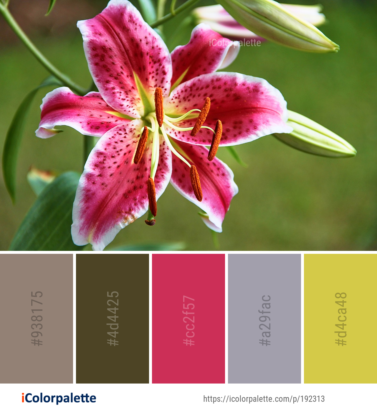 Color Palette Ideas from Flower Lily Plant Image iColorpalette
