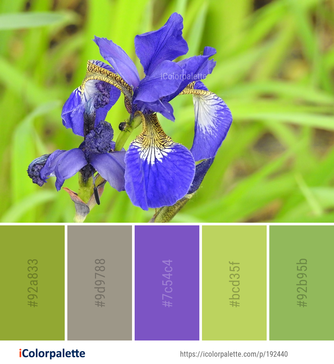 Color Palette Ideas from Flower Plant Iris Image iColorpalette