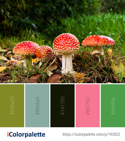 Color Palette Ideas from Fungus Mushroom Agaric Image | iColorpalette