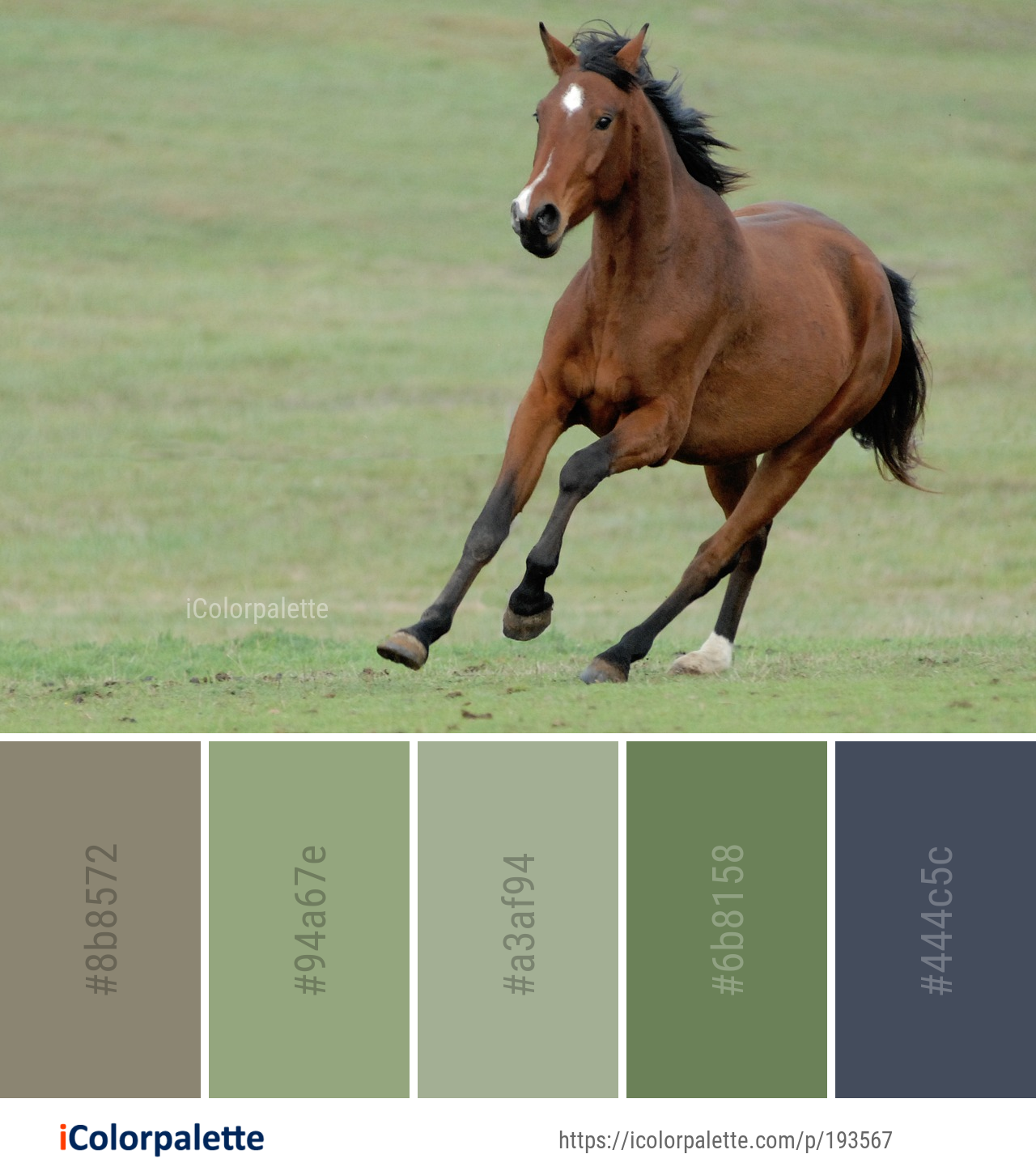 Color Palette Ideas from Horse Ecosystem Mare Image | iColorpalette
