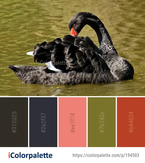 Color Palette Ideas from Black Swan Bird Water Image | iColorpalette