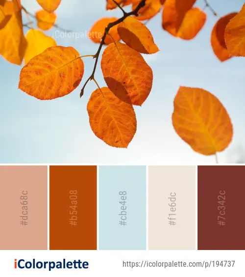 Resultado de imágenes de Google  Fall color combinations, Color of life,  Color palette