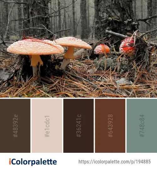 Color Palette Ideas from Fungus Mushroom Agaric Image | iColorpalette