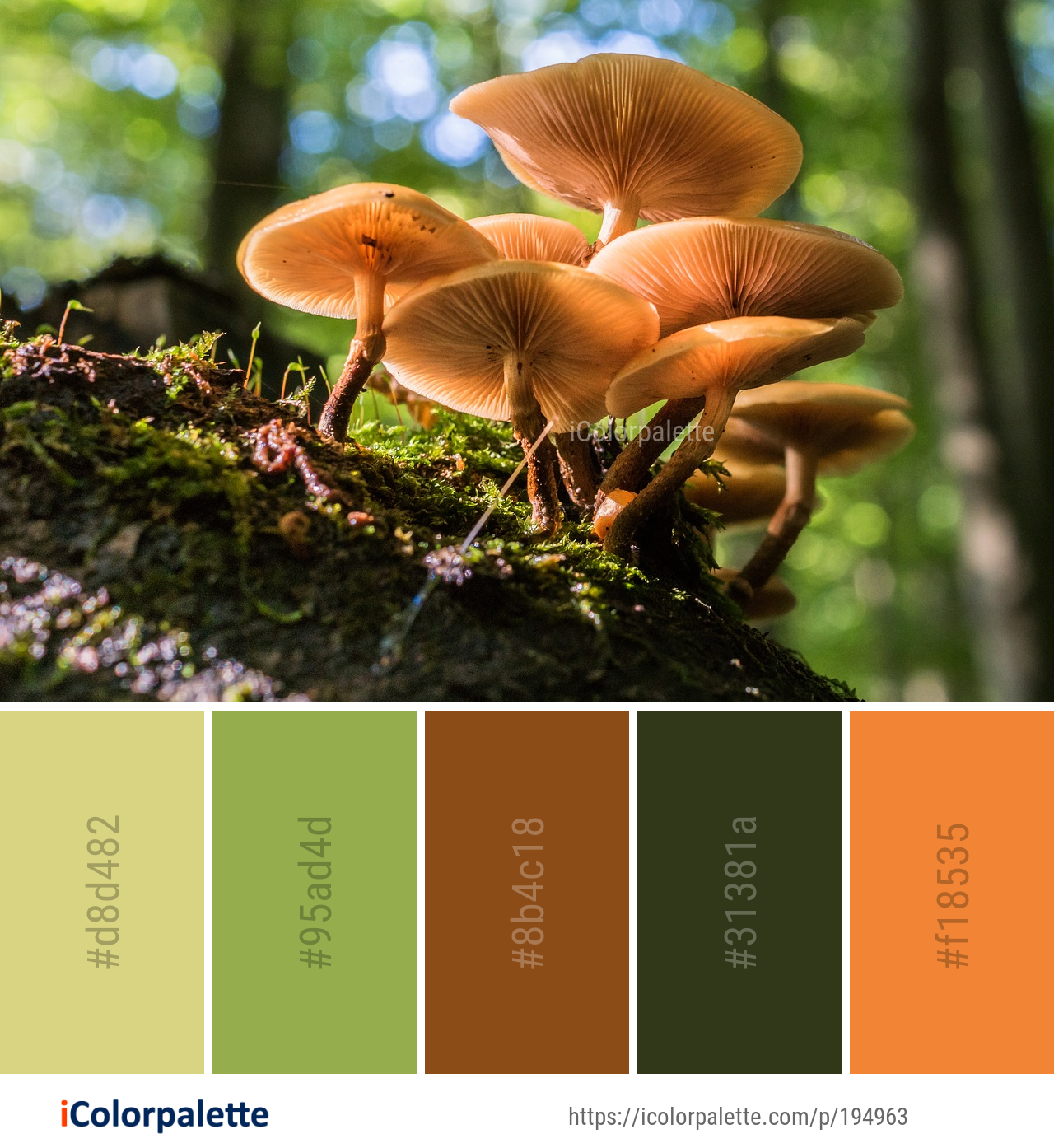 Color Palette Ideas from Mushroom Fungus Auriculariaceae Image ...