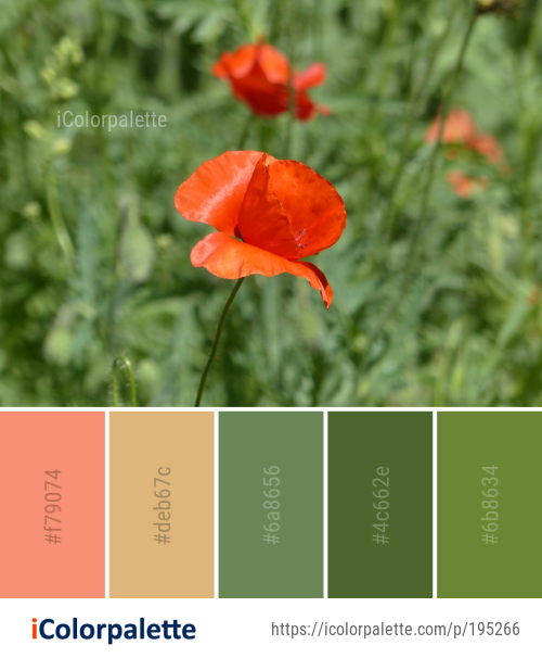 Color Palette Ideas from Flower Wildflower Poppy Image | iColorpalette
