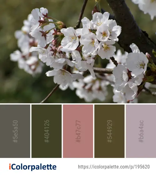 Color Palette Ideas from Flower White Blossom Image | iColorpalette