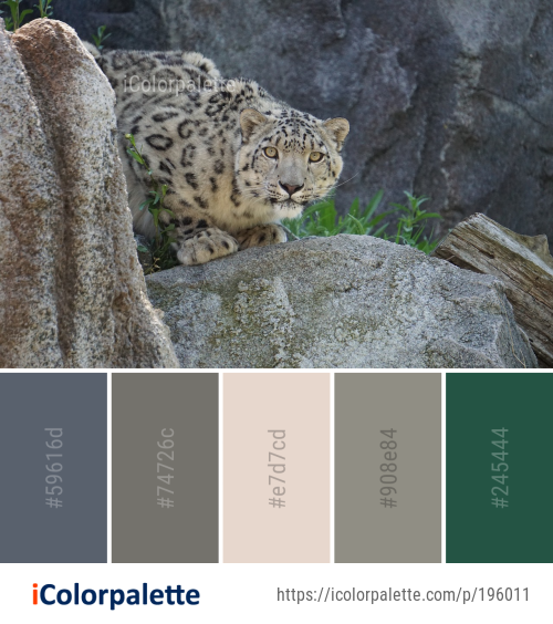 Color Palette Ideas from Leopard Snow Mammal Image | iColorpalette