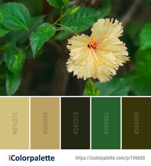 Color Palette Ideas from Flower Flowering Plant Image